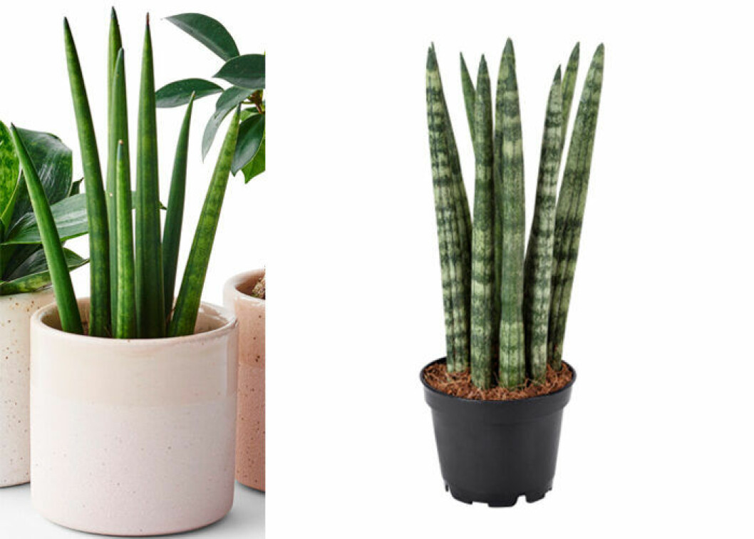 Pinnliljan är en lättskött växt i hemmet. Foto: Plantagen & Ikea Pinnliljan är en lättskött och trendig växt 2019