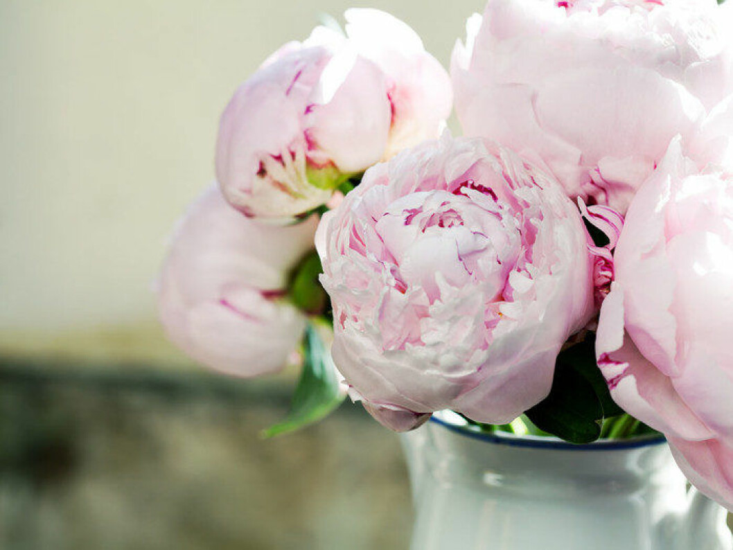 pion-peony-skotsel-700x525