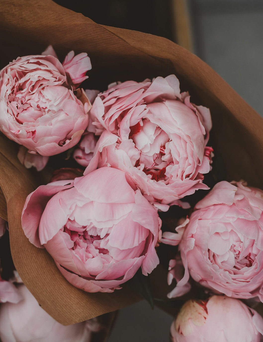 Pioner är en av favoriterna i sommarens buketter. Foto: Unsplash Ljusröda pioner är i säsong under sommaren