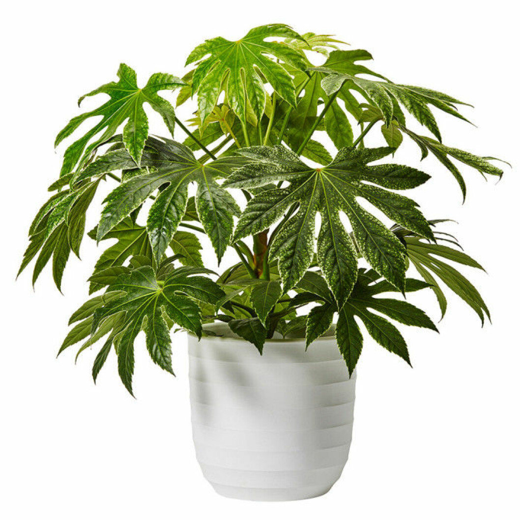 plantagen-aralia