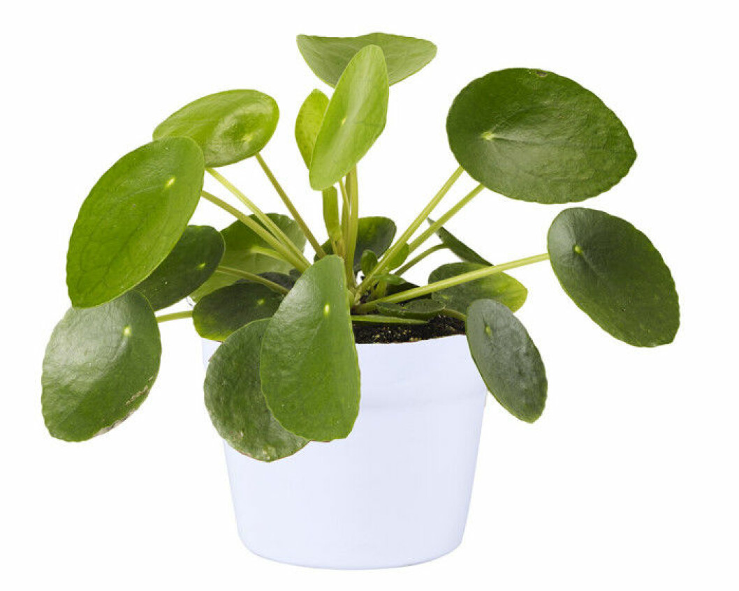 plantagen-elefantora