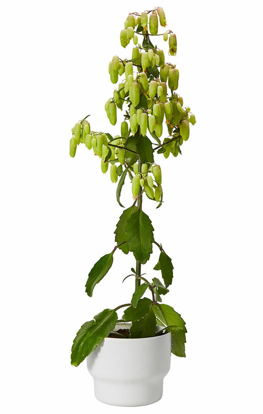 plantagen-klockkalanchoe