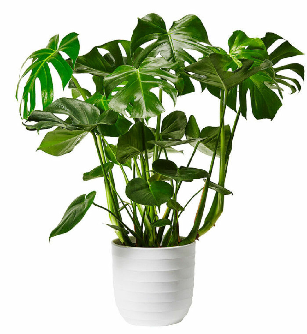 plantagen-monstrera