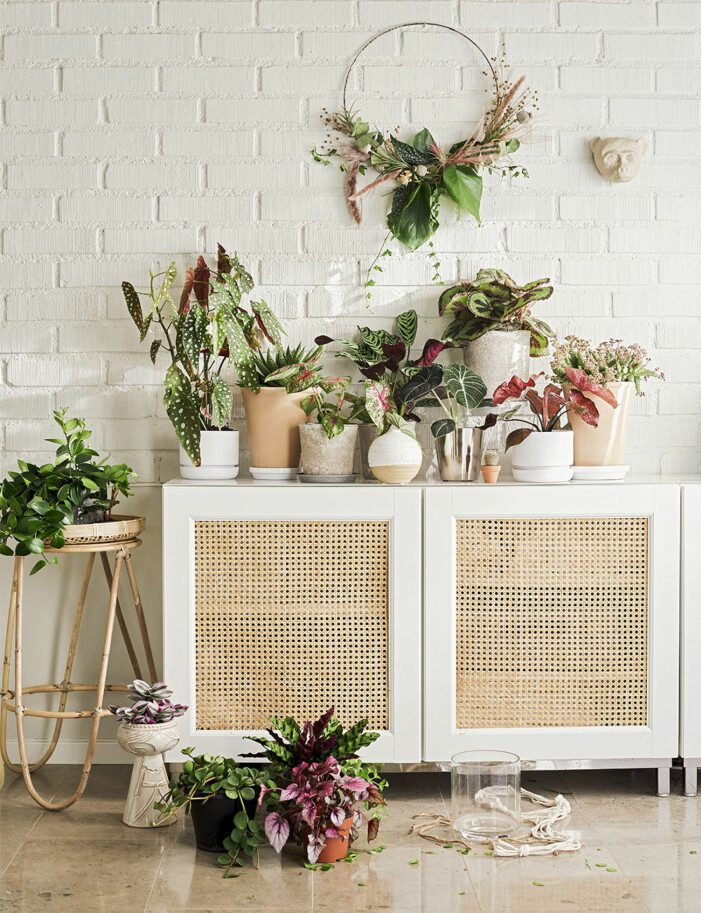 Årets trender bland inomhusväxter präglas av bland annat färg och pampiga blad! Foto: Plantagen