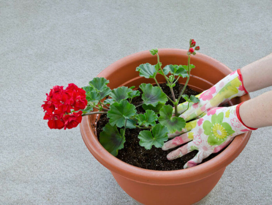 Plantera om pelargonen i en rymlig kruka. Bild: Shutterstock/IBL