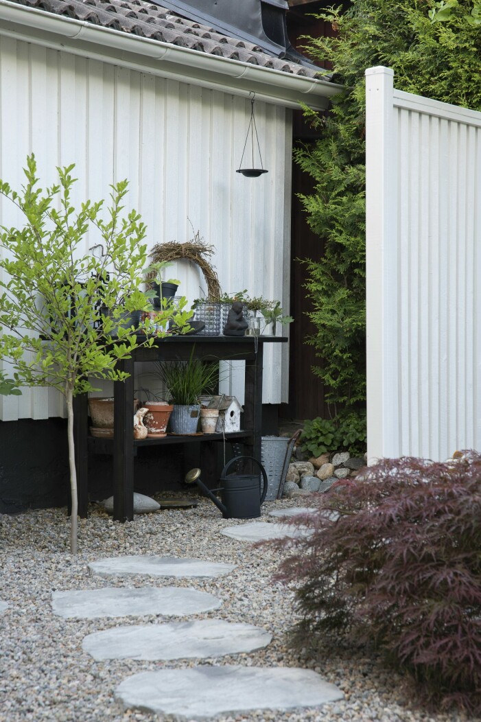 Dold bakom skärmväggen finns planteringsbänken. Den kommer att döljas ännu mer när den uppstammade magnolian ’Stellata’ skjuter i höjden. I förgrunden, japansk lönn ’Dissectum Garnet’. Planteringsbänken.