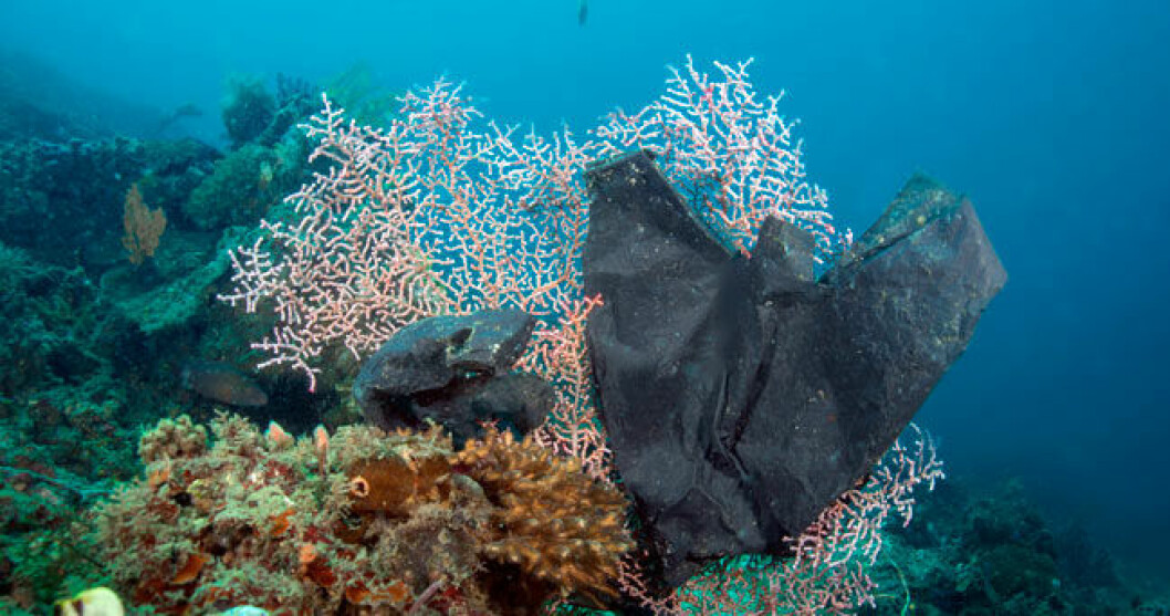 En plastsäck som trasslat in sig på en korall i haven utanför Indonesien.<br>Foto: IBL Bildbyrå