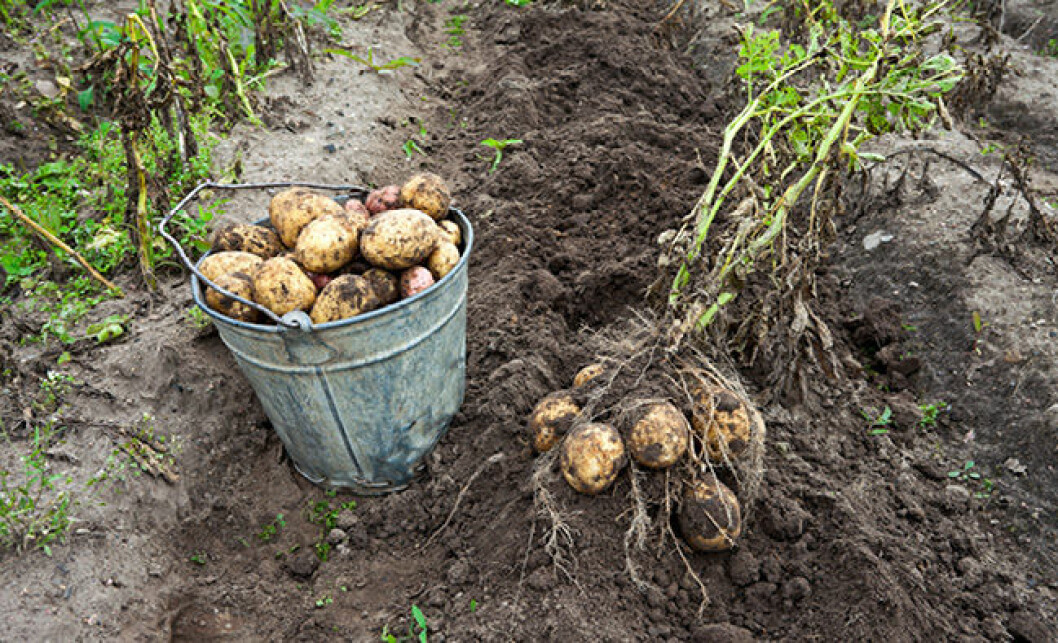 skördade potatis