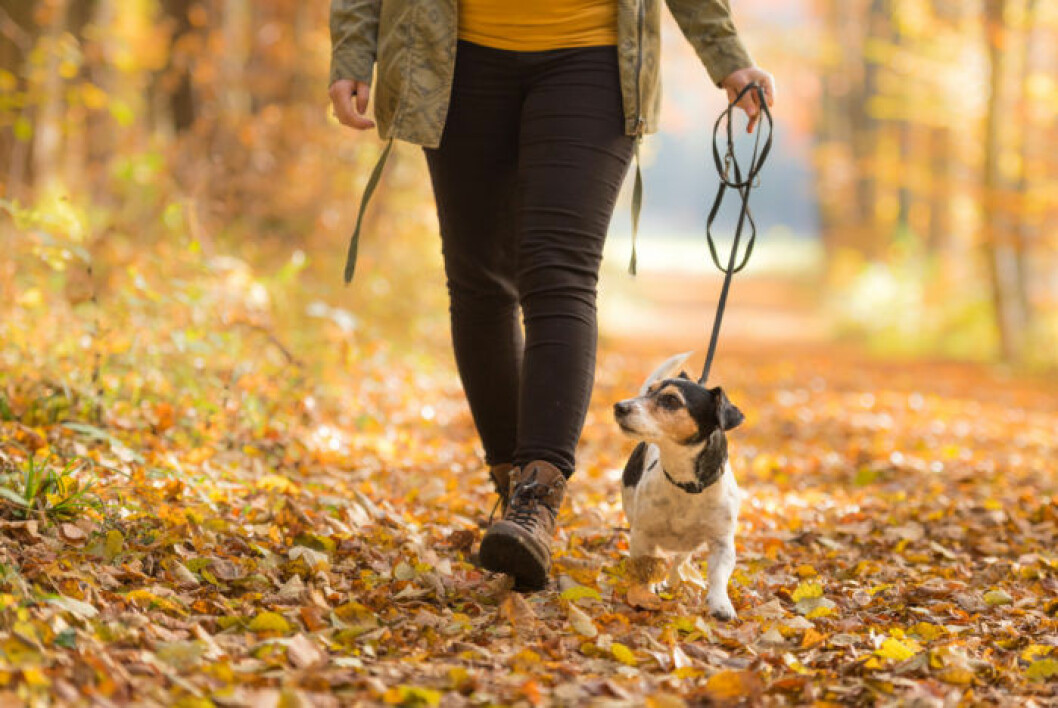 Promenader – och hundkel – hjälper dig att höja humöret i höst. Promenader höjer humöret i höst
