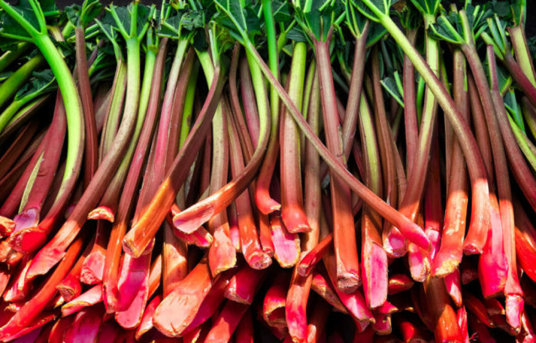Rabarber. Bild: Shutterstock/IBL Bildbyrå