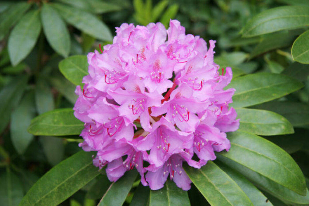 Rododendron. Bild: IBL Bildbyrå