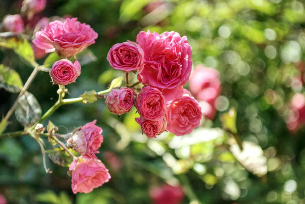 Bild: Shutterstock/IBL Rosa rosor.