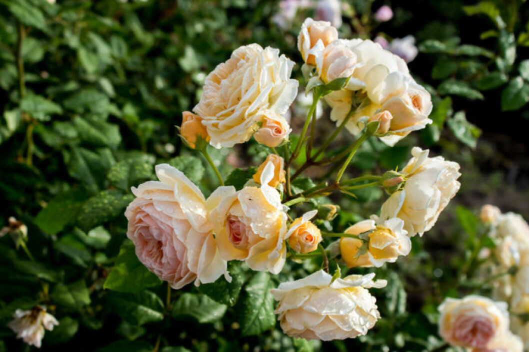 Crown Princess Margareta. Bild: Shutterstock/IBL Rosen Crown Princess Margareta.