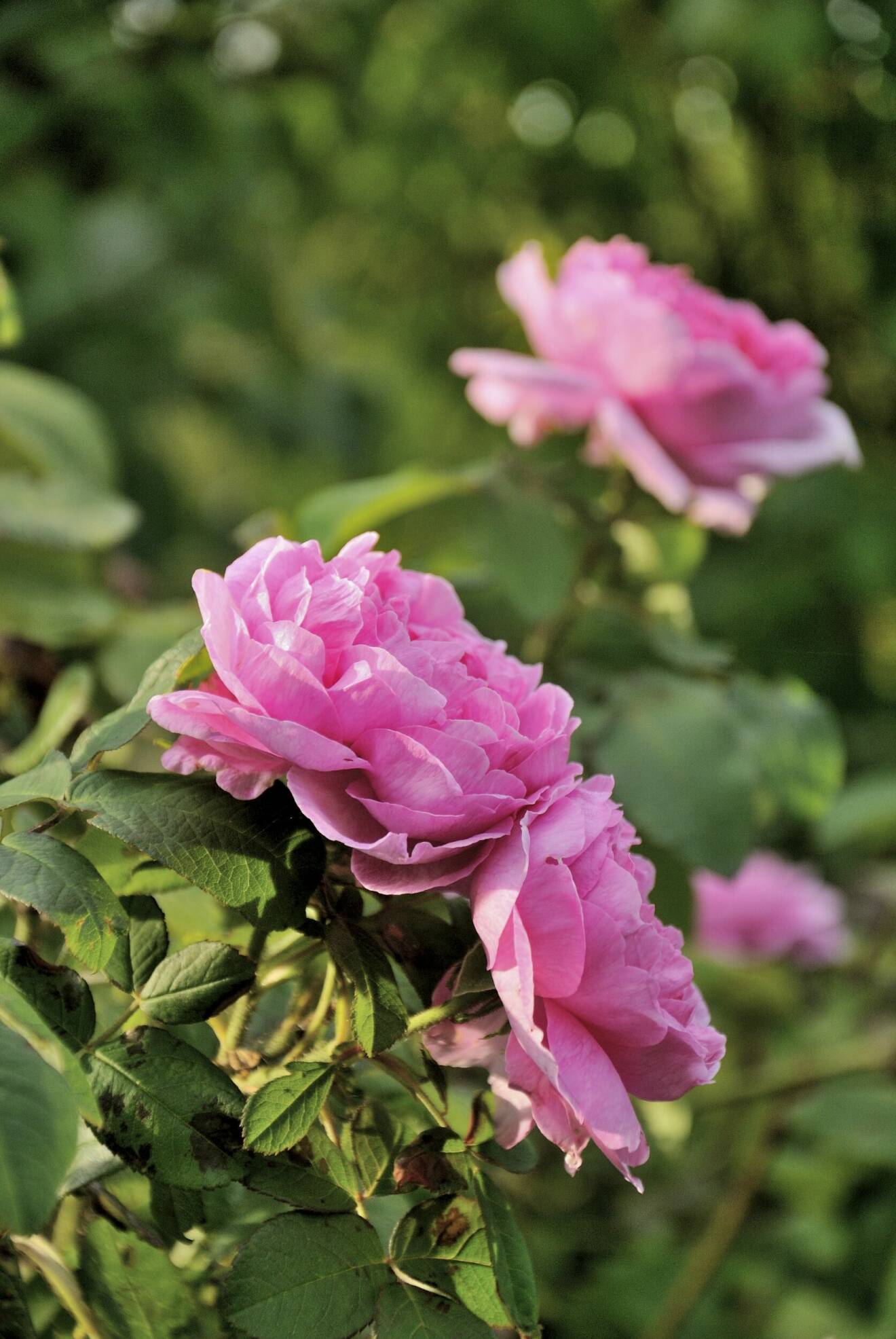 Rosen ’Mme Boll’ gör ett sista ryck på hösten med några vackra rosa blommor.