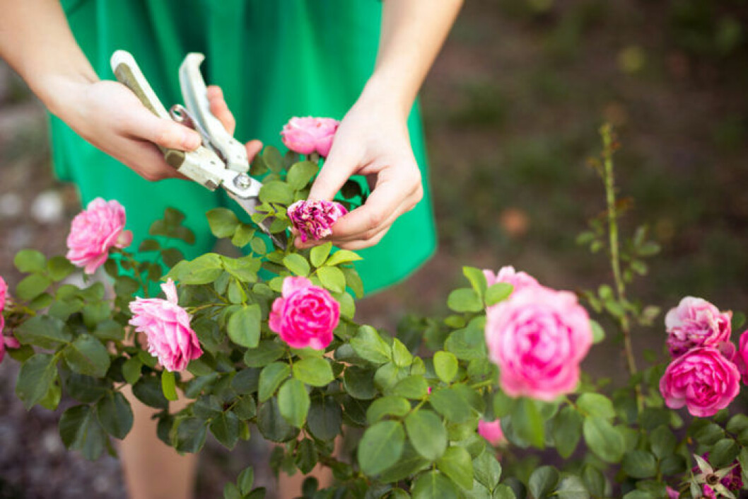 Bild: Shutterstock/IBL Kvinna knipsar vissen ros från rosbuske.