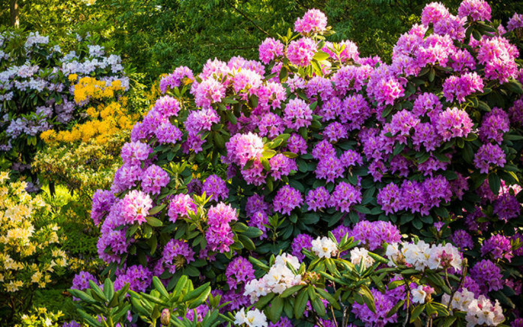 Rhododendron tappar inte sina blad under vintern. Bild: Shutterstock/IBL Bildbyrå Rosablommande rhododendron.
