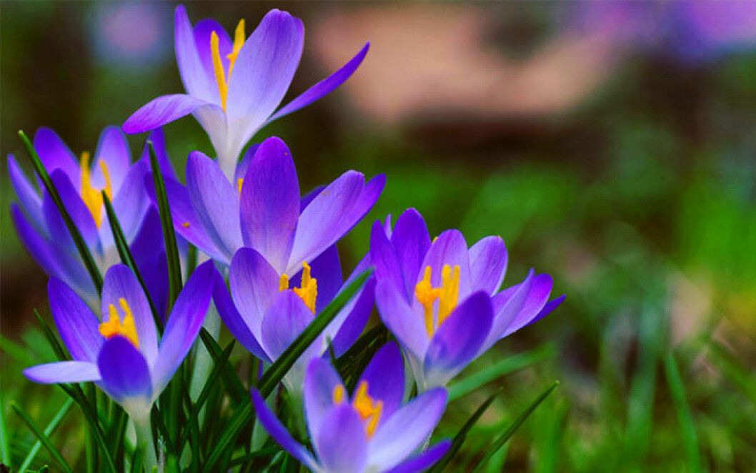 Krokus är en välkommen vårhälsning. Bild: Shutterstock/IBL Bildbyrå Blåblommande krokus på vårkanten.