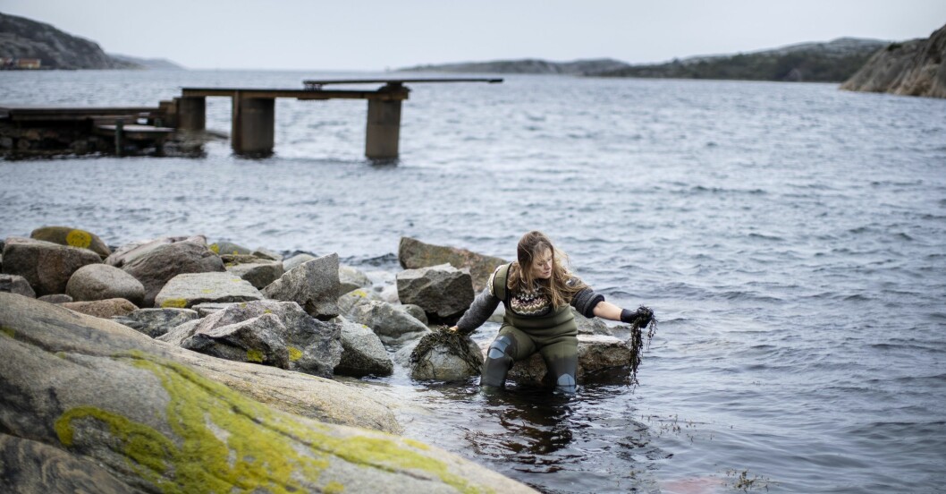 Häng med proffset Linnéa Sjögren på tångsafari! Linnéa Sjögren anordnar tångsafari utanför Grebbestad.
