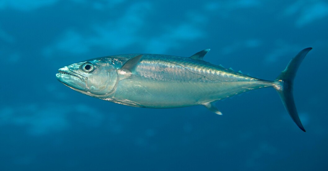 Tonfisk innehåller kvicksilver.
