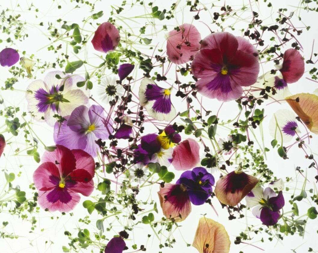 Foto: Stockfood/TT