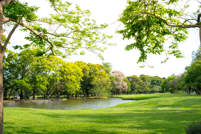 En stor, grön park