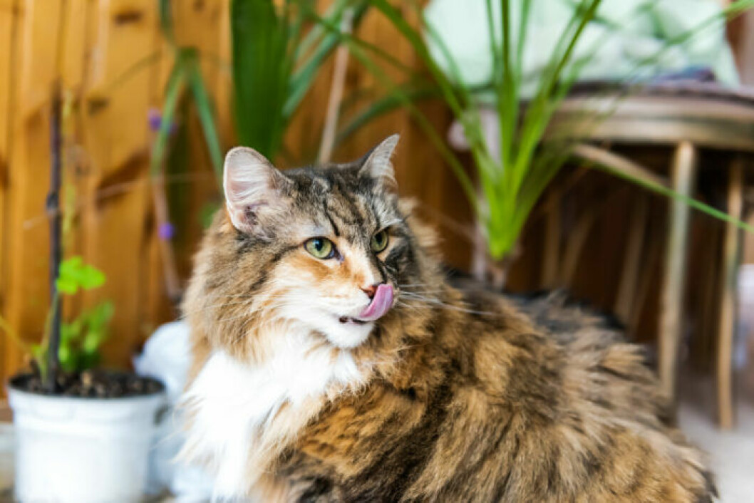 Foto: Shutterstock Håll isär katter och giftiga krukväxter