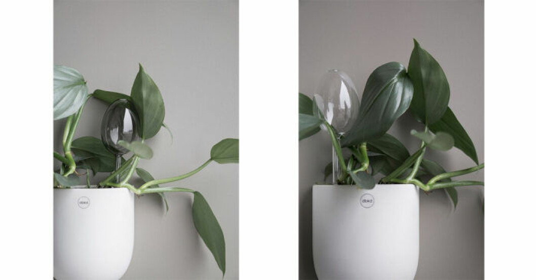 Självbevattnare till blommor i glas