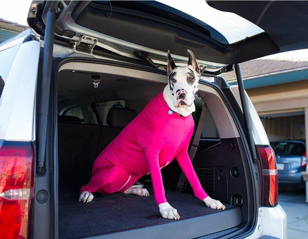 Slipp hundhår i bilen med en ”shed defender”! shed defender hund