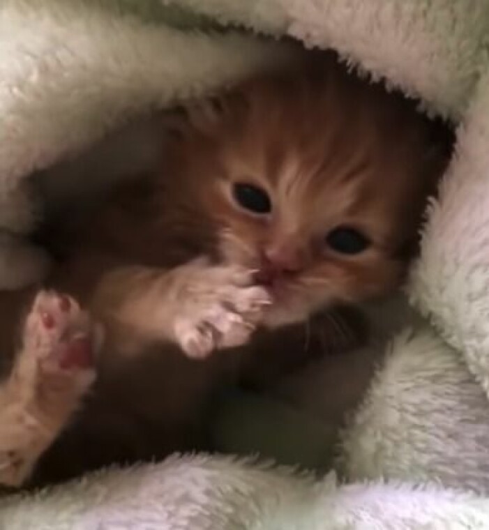 Katten Mars.