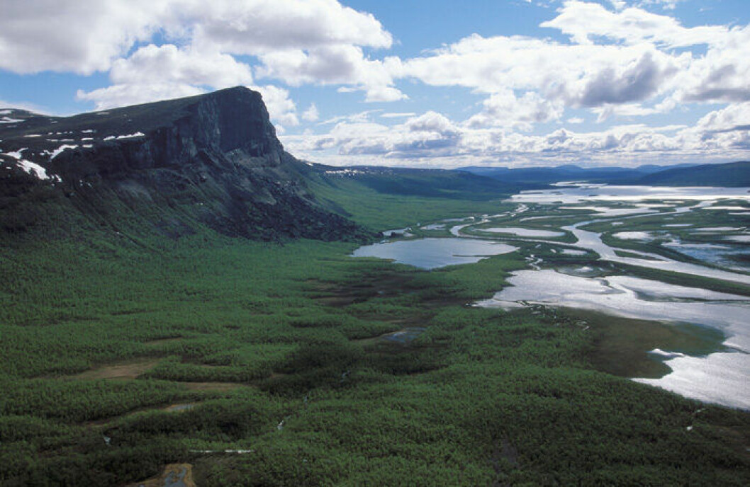 Vandra upp för Skierfeklippan och se den fantastiska utsikten över Sarek. En bild på Skierfeklippan i Sareks naturreservat.