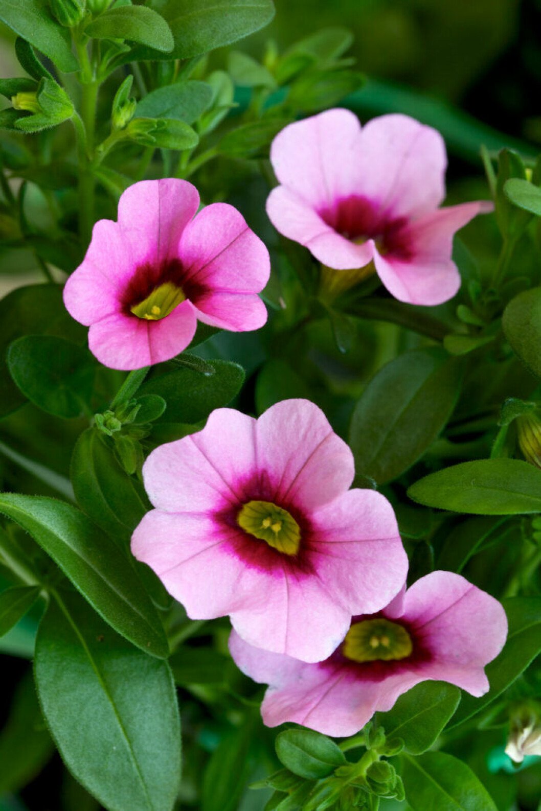 Vacker småpetunia ger färg även i skugga. Småpetunia