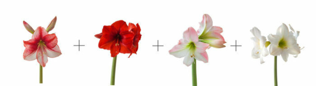 snittblommor-kombo-amaryllis-vit-bg