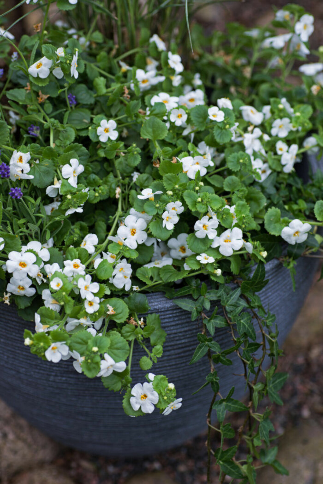 Snöflinga passar dig som tycker om lite gulligare blommor. Snöflinga