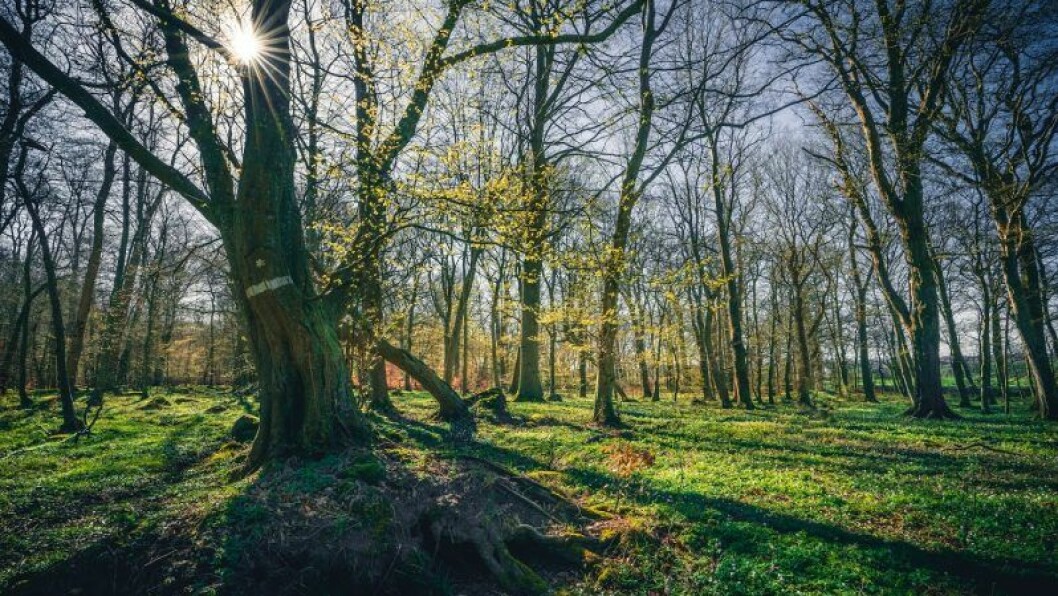 Söderåsen är perfekt för vandring. Naturen i Söderåsen