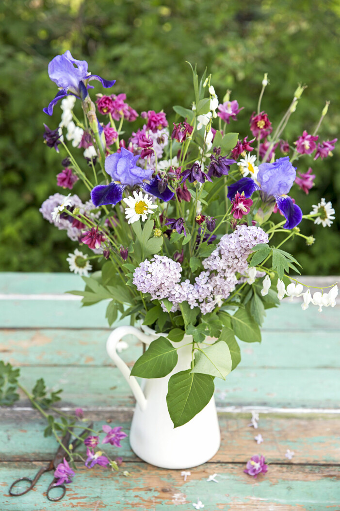 Fin att blanda med andra gammaldags trädgårdsblommor i buketten. Här har aklejan fått sällskap av syren, löjtnantshjärta, iris och prästkrage. I folkvisan Uti vår hage förekommer självklart akvilejan, precis som i varje svensk trädgård av det gammaldags och romantiska slaget. Somrig bukett med aklejor.