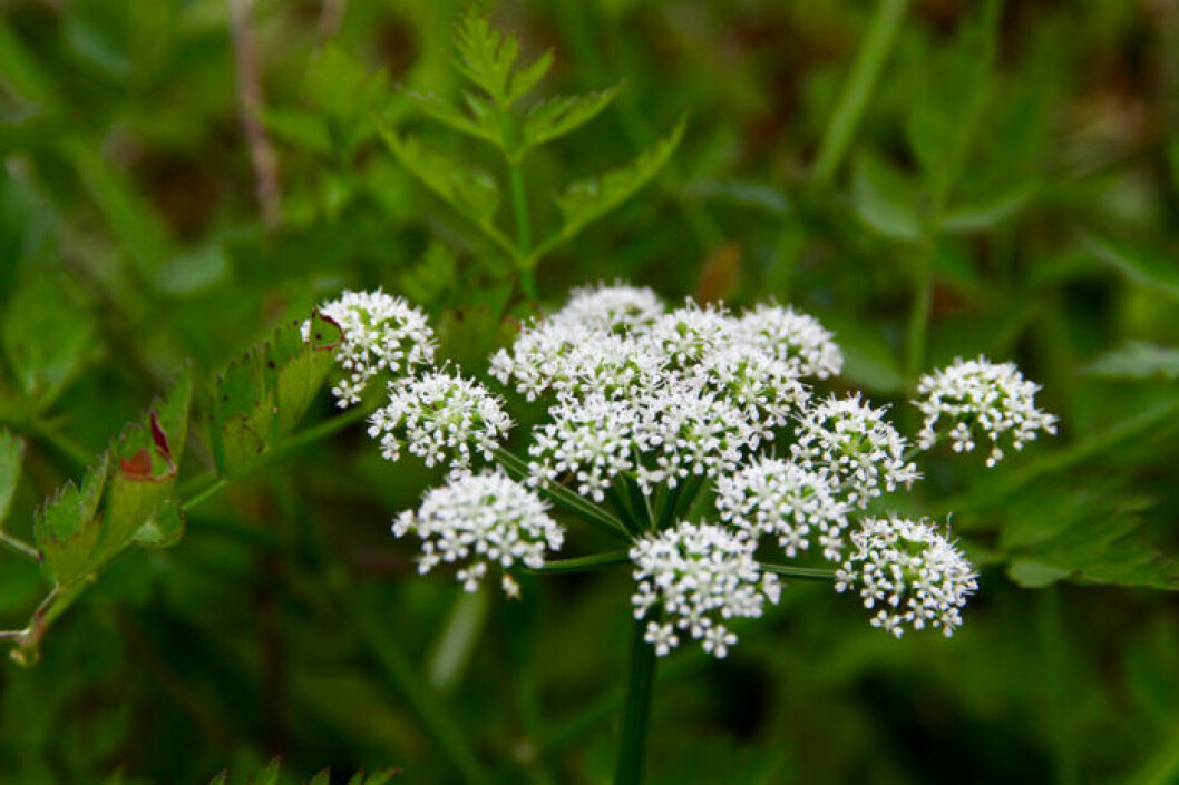 Sprängört. Bild: IBL Bildbyrå