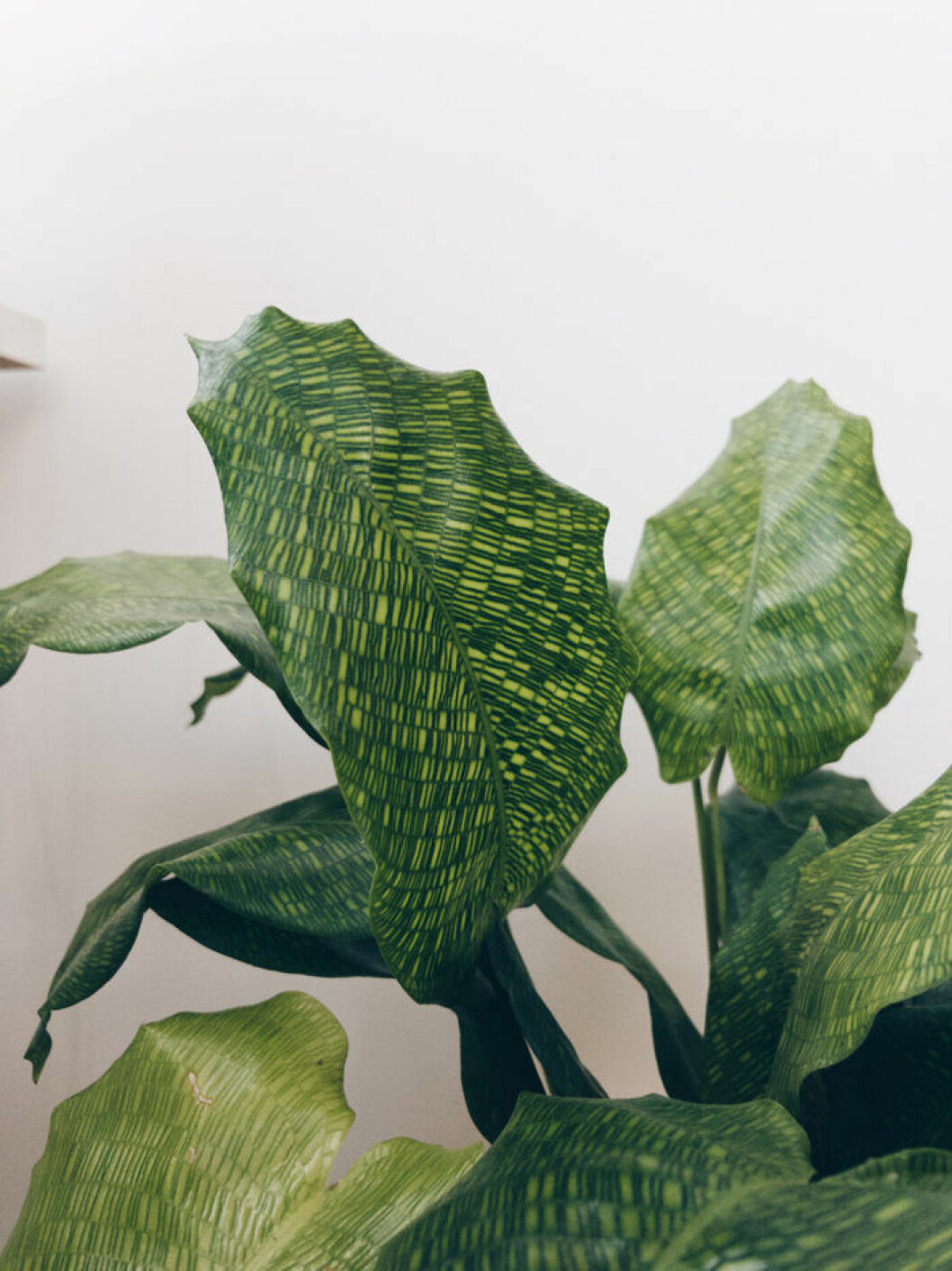 Calathea. Foto: Mattias Mattisson/Sticklingtjuven Calatheastickling