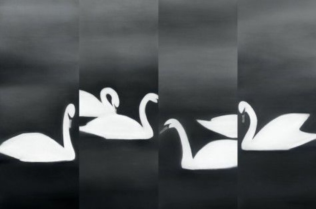 swan