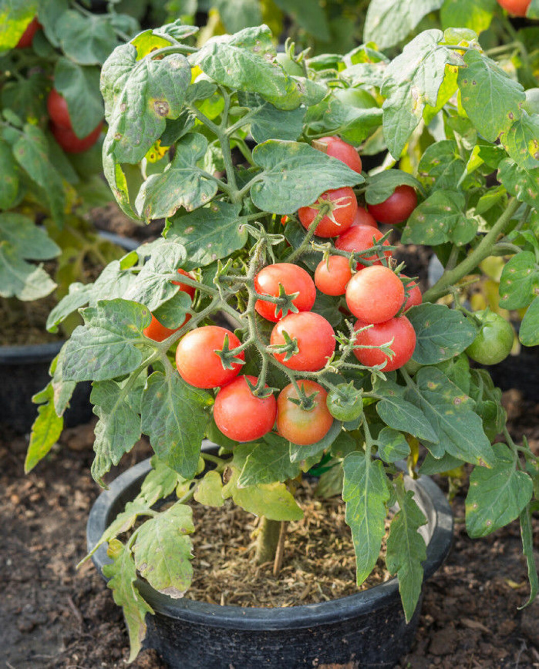 Via: <a href="http://thegardeningcook.com/sweet-tomatoes/" target="_blank">The Garden Cook</a> / Foto: Shutterstock tomater-planta