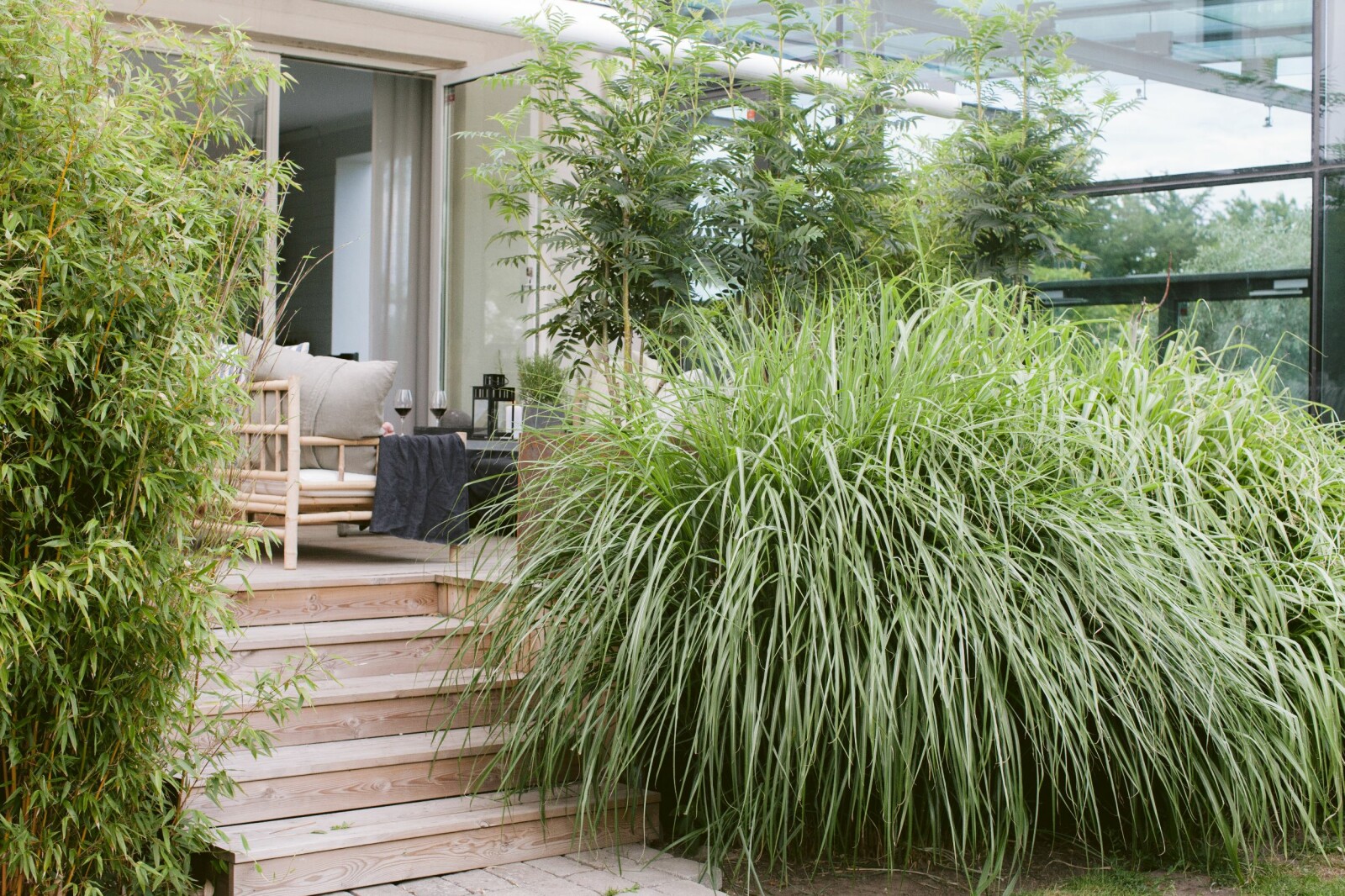Trappan upp till terrassen kantas av bissetbambu, Phyllostachys bissetii, och glansmiskantusgräset, Miscanthus sinensis, ’Ferner Osten’ som på sensommaren får vackra vippor. Trädgården i Lomma uteplats gräs trappa