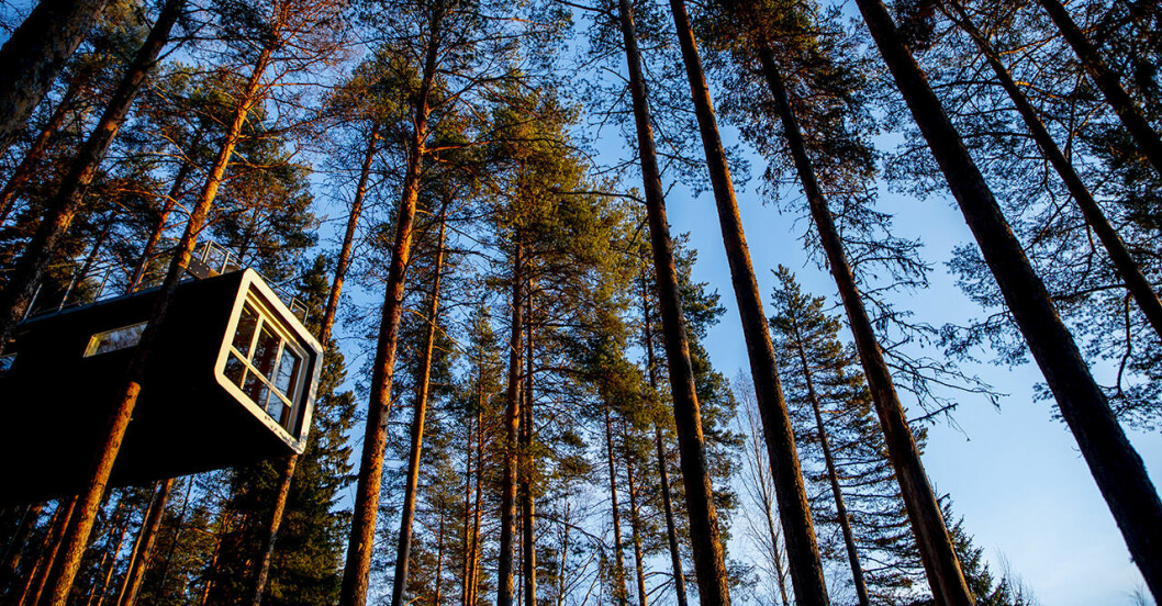 Checka in bland trädtopparna i The Treehotel. treehouse hotel