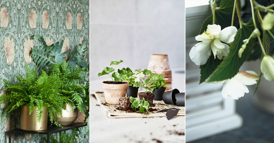 ormbunke och begonia är heta växter 2019.