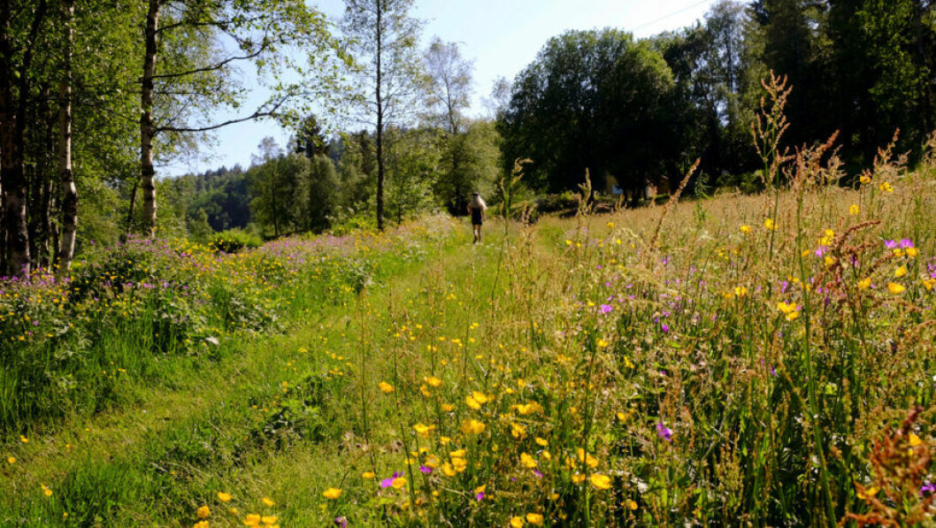 Trädgård sommaräng