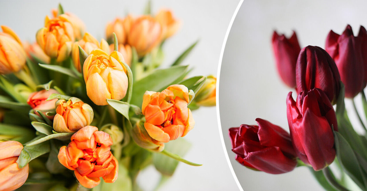 7 vanliga misstag som dödar dina tulpaner | Femina