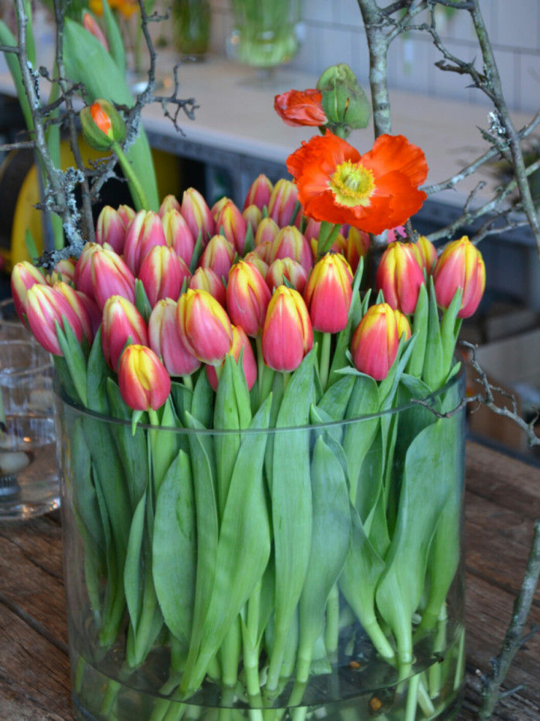 Leen van der Mark är en populär tulpansort i Sverige. Foto: Blomsterfrämjandet Leen van der Mark är en populär tulpansort i Sverige. Foto: Blomsterfrämjandet