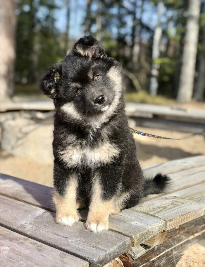 Familjens senaste tillskott – en finsk lapphund-valp.