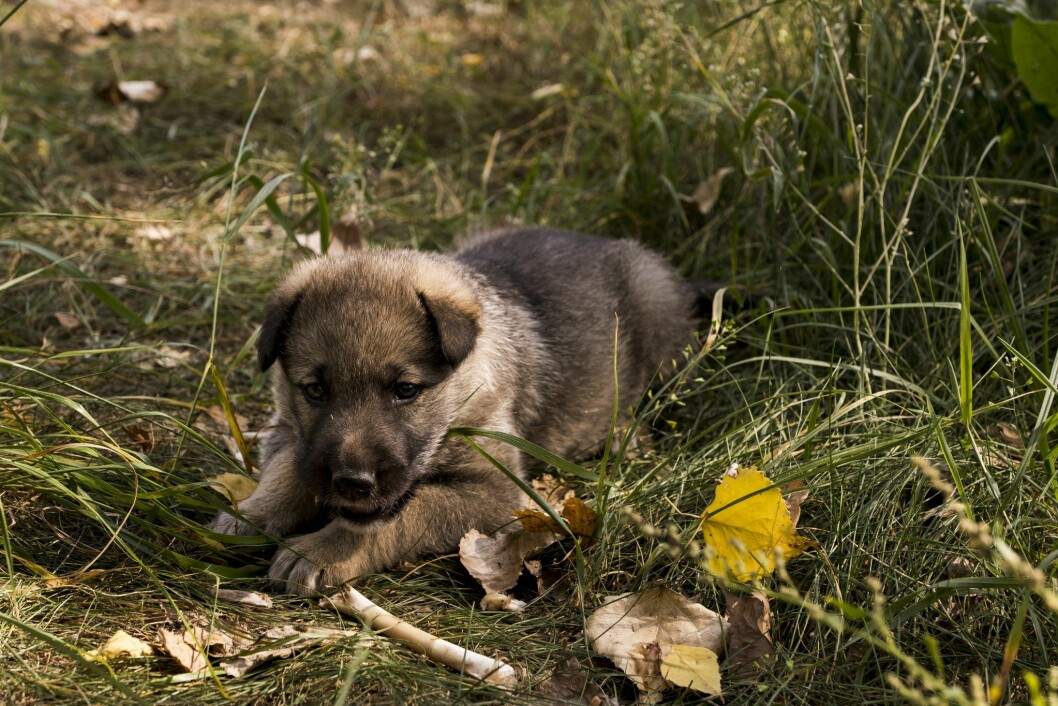 Ta hand om övergivna valpar och hundar i Pripyat. Foto: Airbnb Airbnb djurupplevelser i Tjernobyl - ta hand om övergivna valpar och hundar
