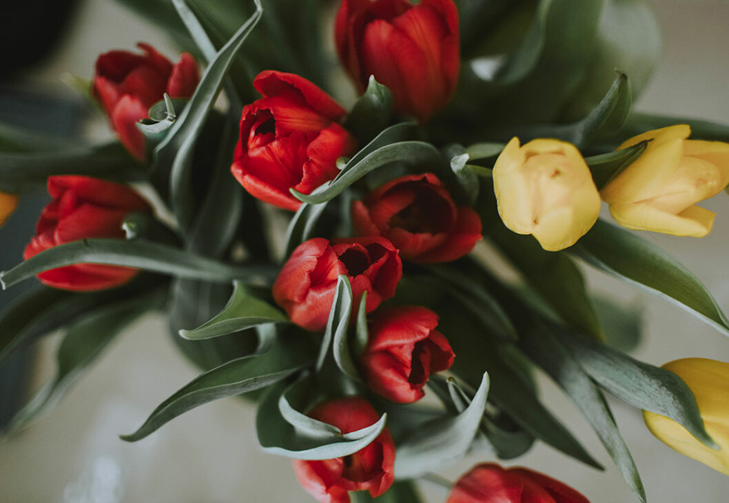 Tulpaner är en av vårens finaste snittblommor. Foto: Unsplash Röda och gula tulpaner på våren