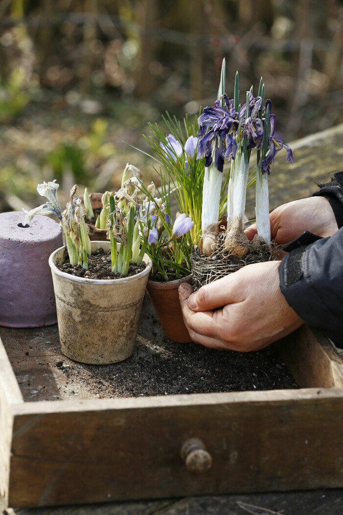 Planter lökväxter som stått inne under vinter ute nu i vår. Återanvänd lökarna.