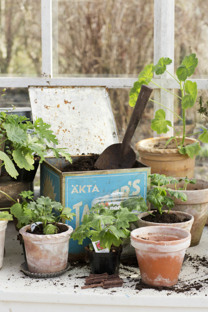 Pelargonsticklingar, köp nya eller klipp från övervintrande plantor och planter om i krukor. Pelargonsticklingar, planter i krukor.
